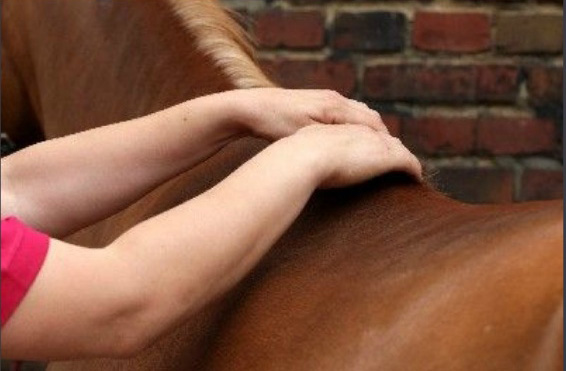 dorn with horses